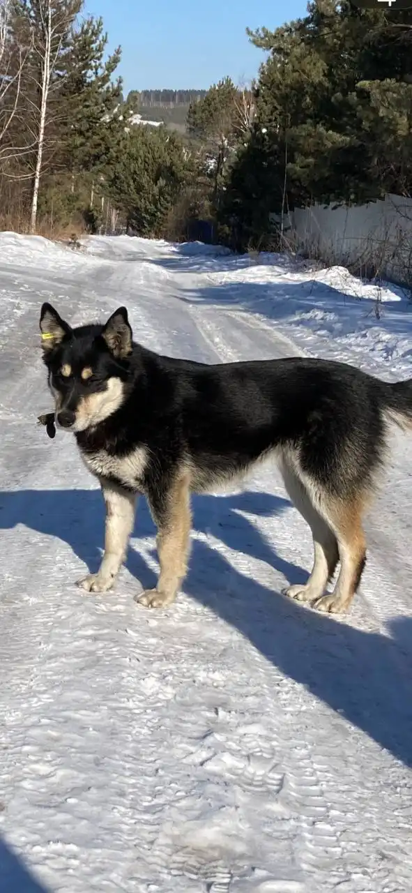 Поиск двух собак в Иркутске - Потерянные животные (Животные) в Иркутск