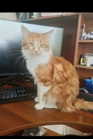 Пропал кот мейн-кун в районе Розы Люксембург - Потерянные/найденные в Иркутск