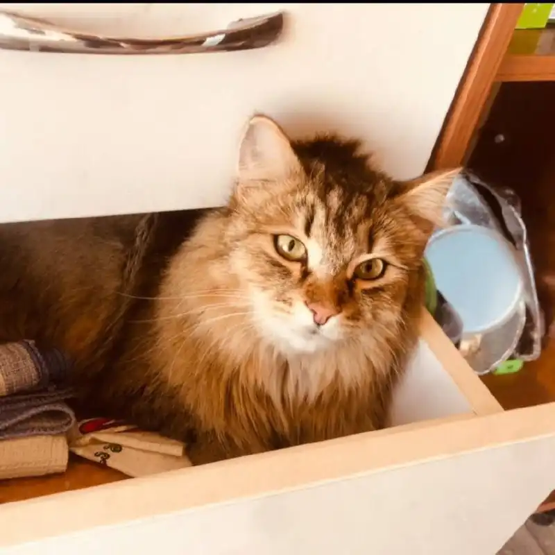 Потерян кот в деревне Куда - Потерянные животные (Животные) в Иркутск