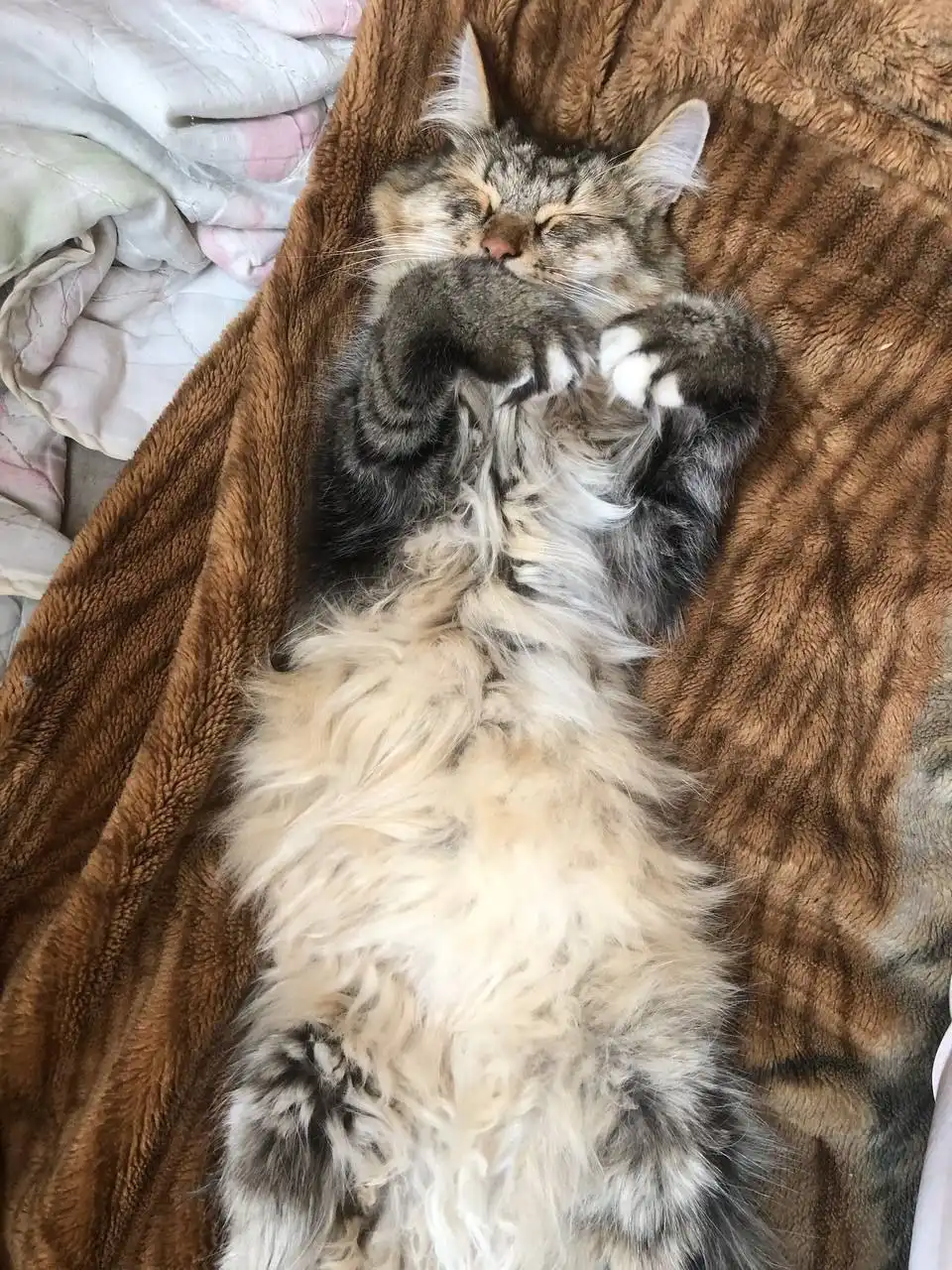 Потерян кот в деревне Куда - Потерянные животные (Животные) в Иркутск