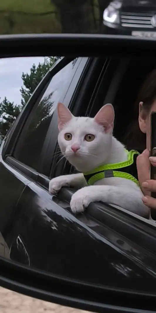 Пропала белая кошка в Иркутске - Потерянные животные (Животные) в Иркутск