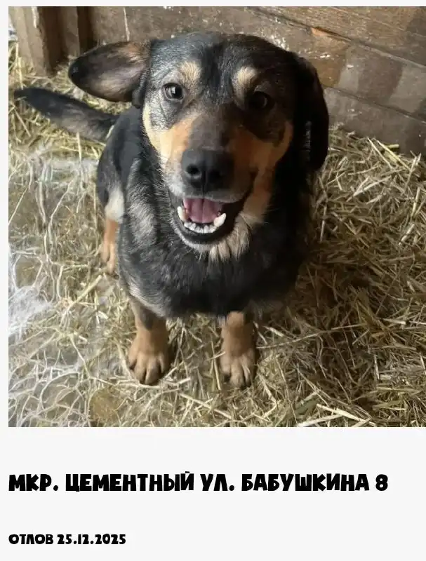 Собаки в приюте Вадима Матвиенко в Мегете, Китое и Старо-Байкальске - Собаки (Животные) в Мегет