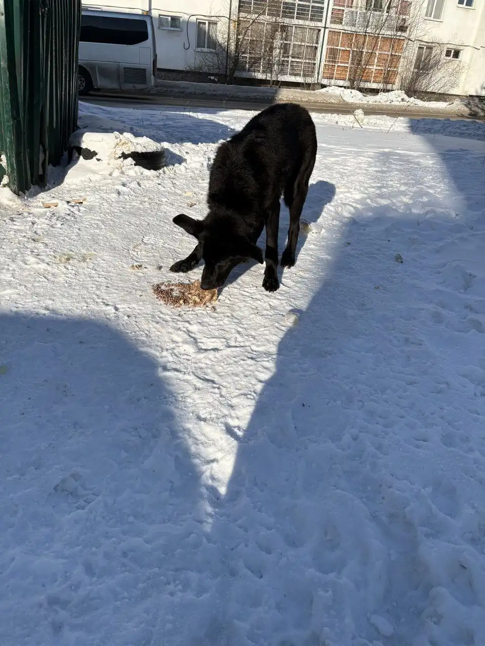 Найден черный пес в мкр Берёзовый - Собаки (Животные) в Иркутск