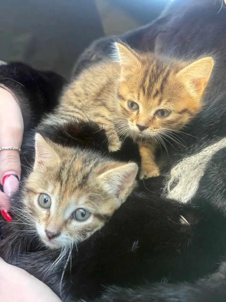 Найдены котята в Ангарске требуют передержки - Кошки (Животные) в Ангарск