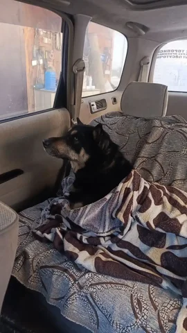 Потеряшка в Иркутске - Потерянные/найденные в Иркутск