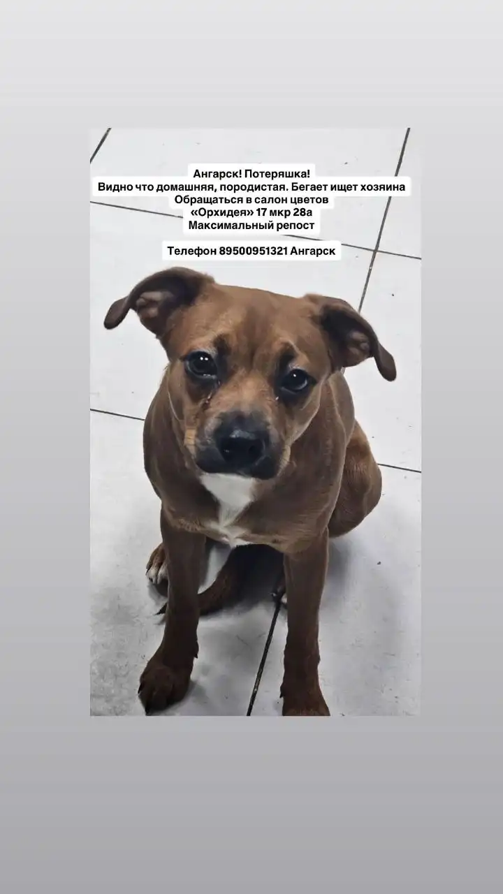 ПОТЕРЯШКА ИРКУТСК ЖИВОТНЫЕ - Животные в Ангарск