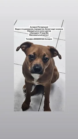 ПОТЕРЯШКА ИРКУТСК ЖИВОТНЫЕ - Животные в Ангарск