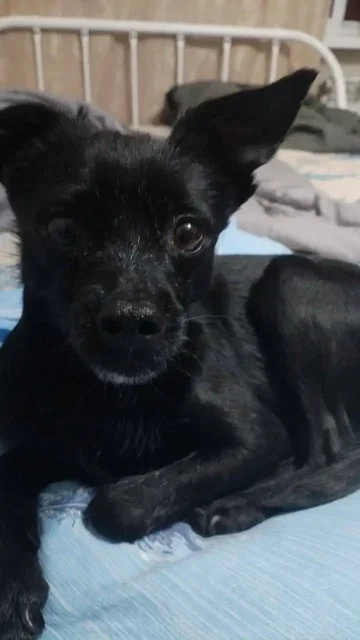 Найдена собачка в Иркутске - Аксессуары для животных в Иркутск