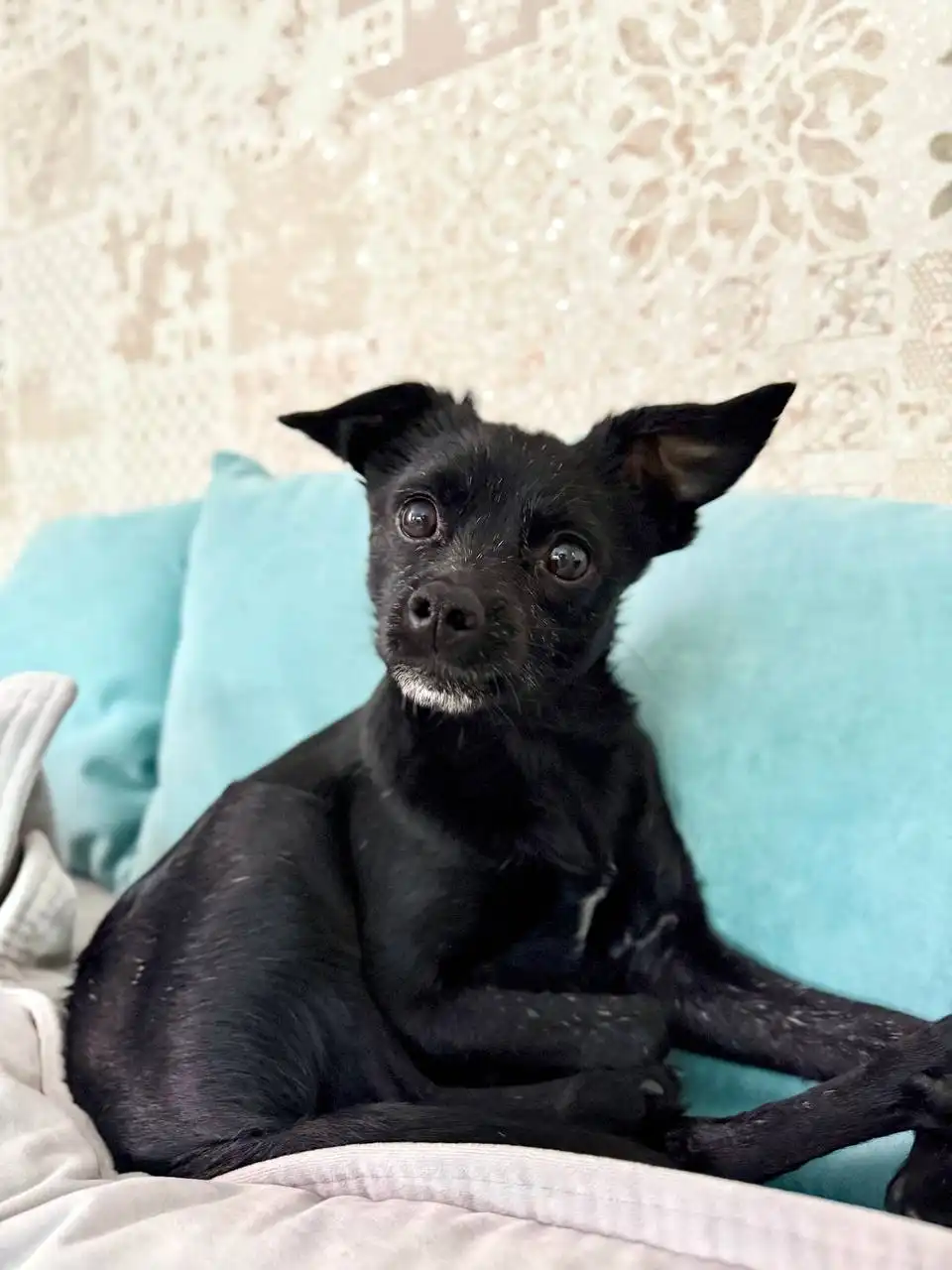 Найдена собачка в Иркутске - Животные в Иркутск