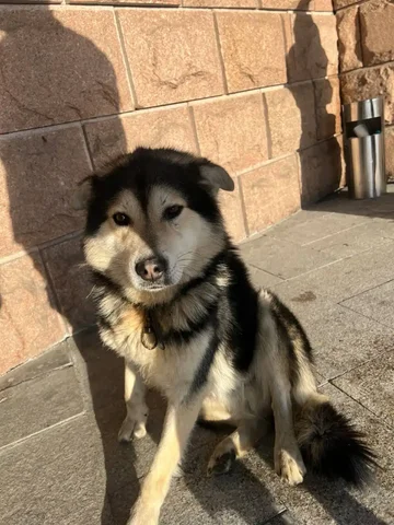 Потерявшаяся собака в Иркутске - Коты в Иркутск