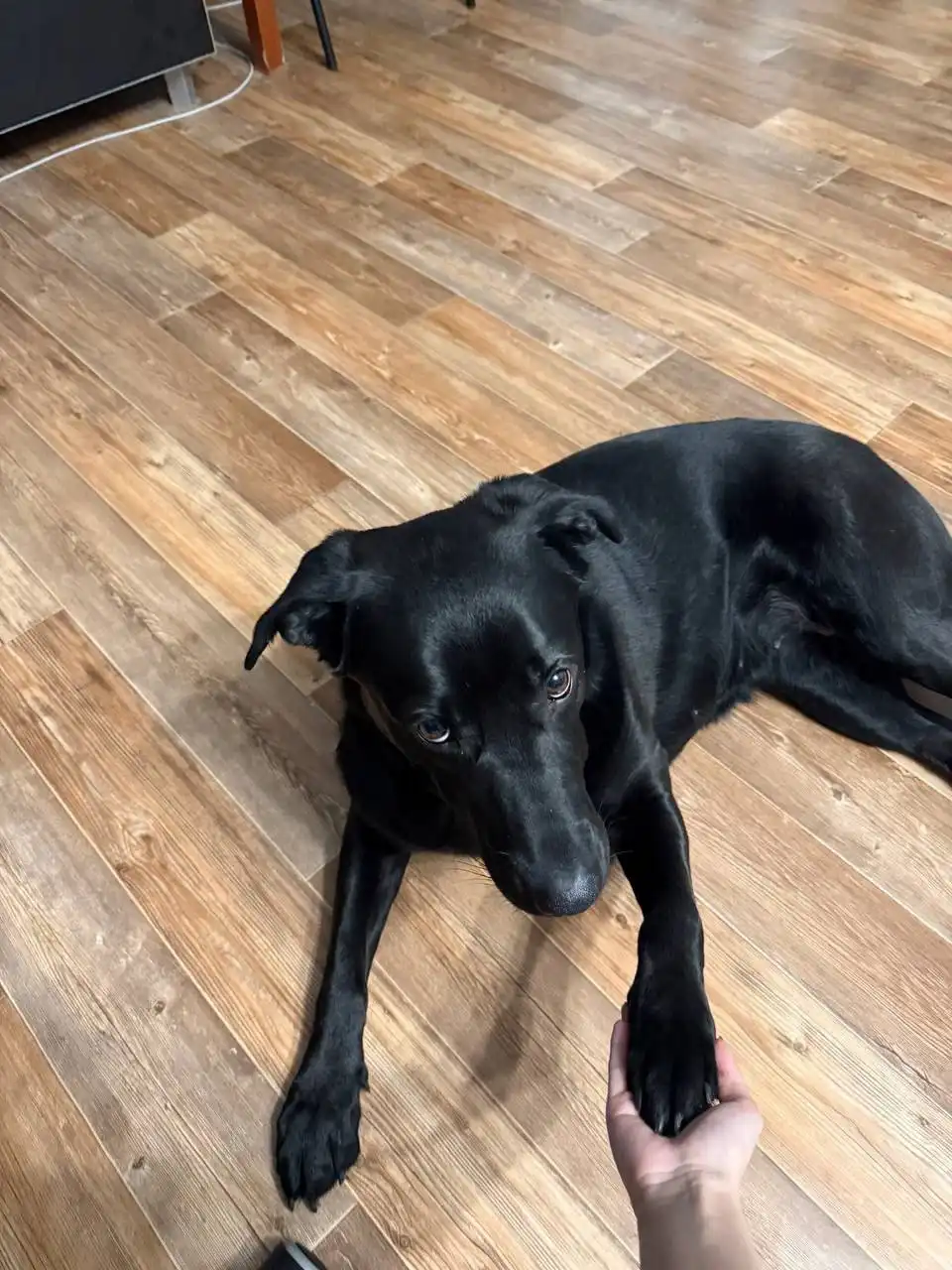 Найдена собака в подъезде на ул.Лермонтова - Животные в Иркутск