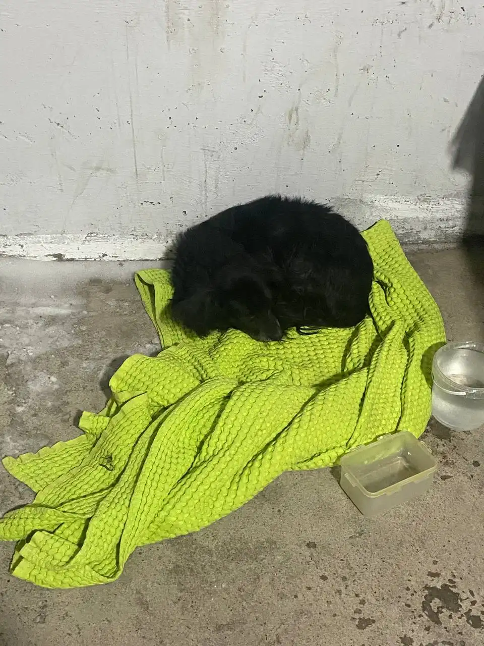 Срочно: собака выброшена на улице в Археолога 9 - Собаки (Животные) в Иркутск