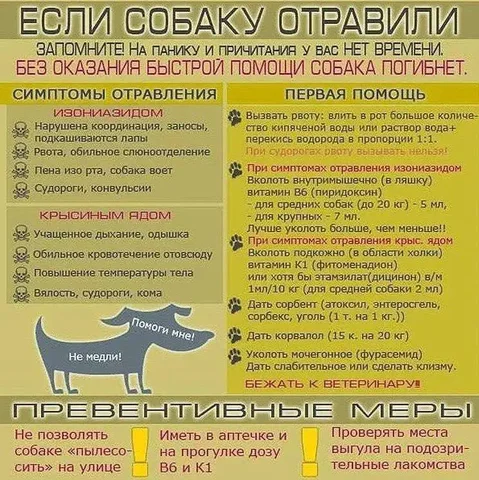 Памятка по оказанию первой помощи при отравлении собак - Коты в Иркутск
