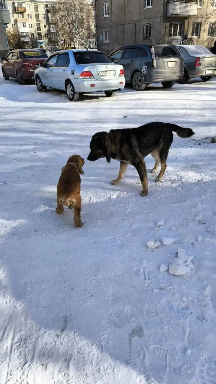 Потерявшаяся собака в Ангарске - Собаки (Животные) в Ангарск