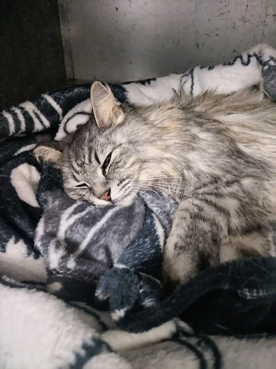 Найден кот в Ангарске - Животные в Ангарск