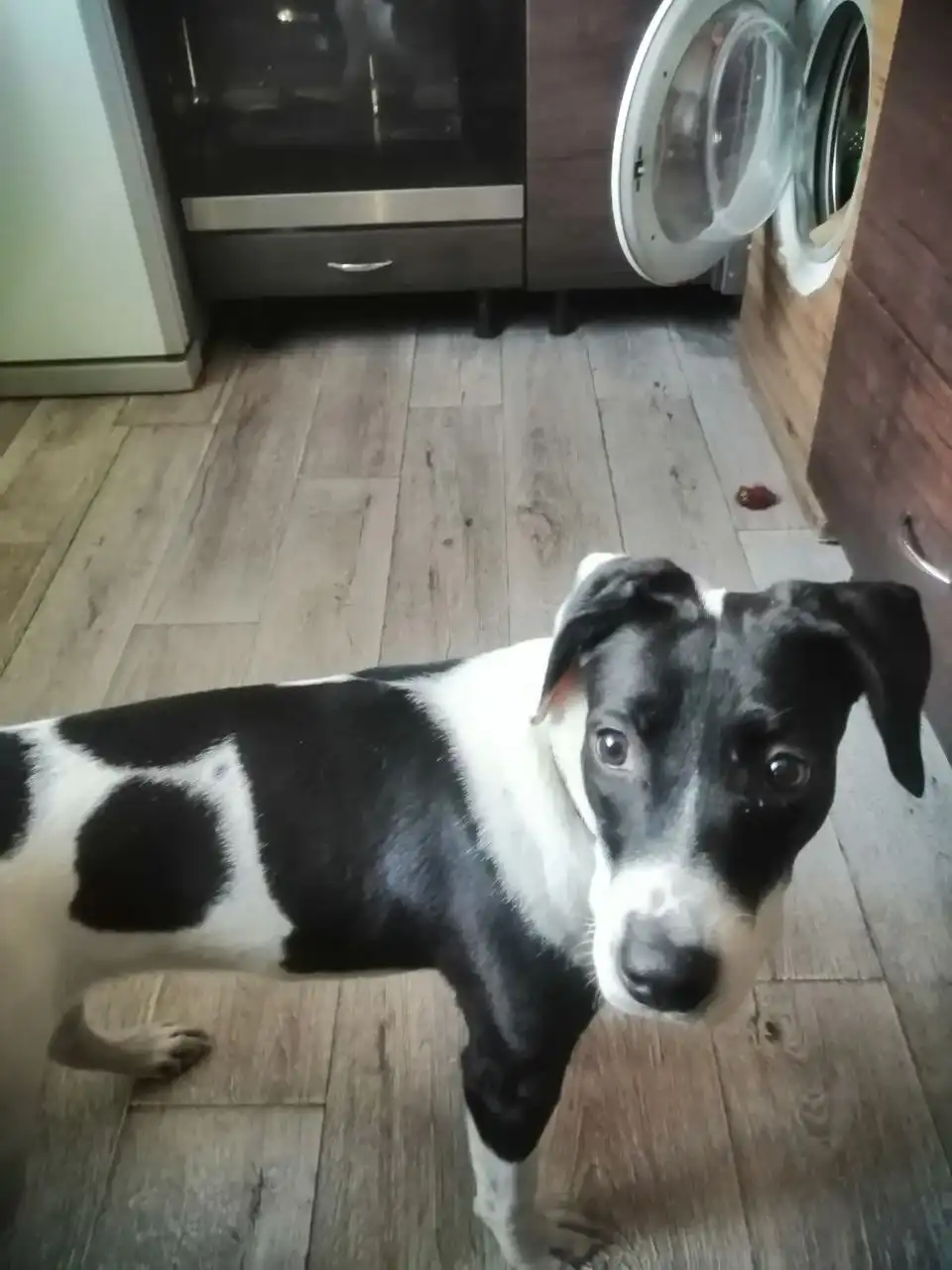 Потерянная собака в Иркутске - Собаки (Животные) в Иркутск