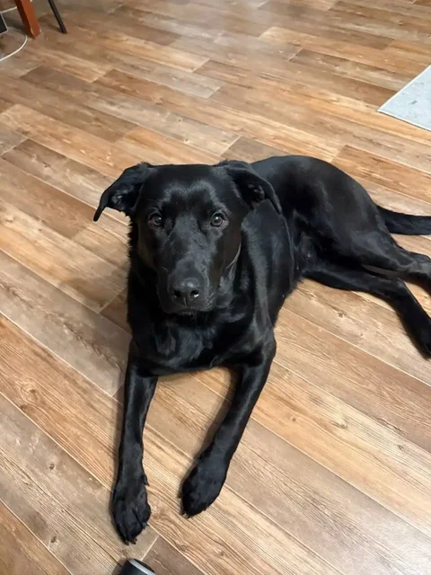 Найдена собака в подъезде на ул.Лермонтова - Собаки в Иркутск