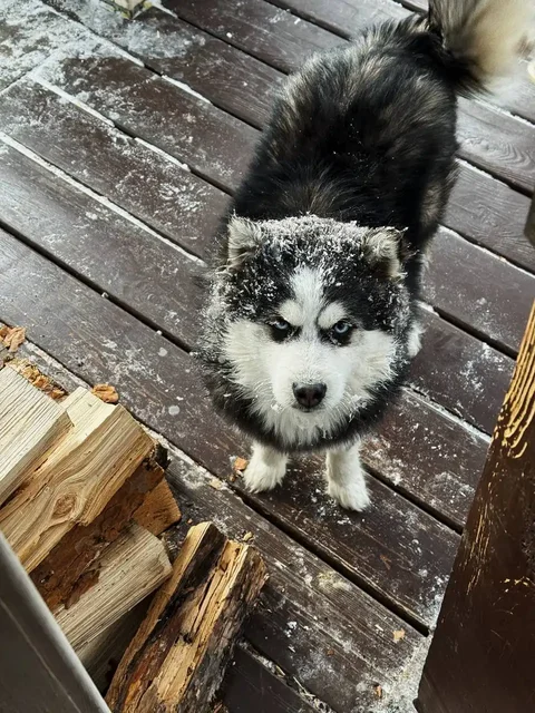 Потерялся песик Пиф в Нижнем Кочергате - частное объявление в Иркутск