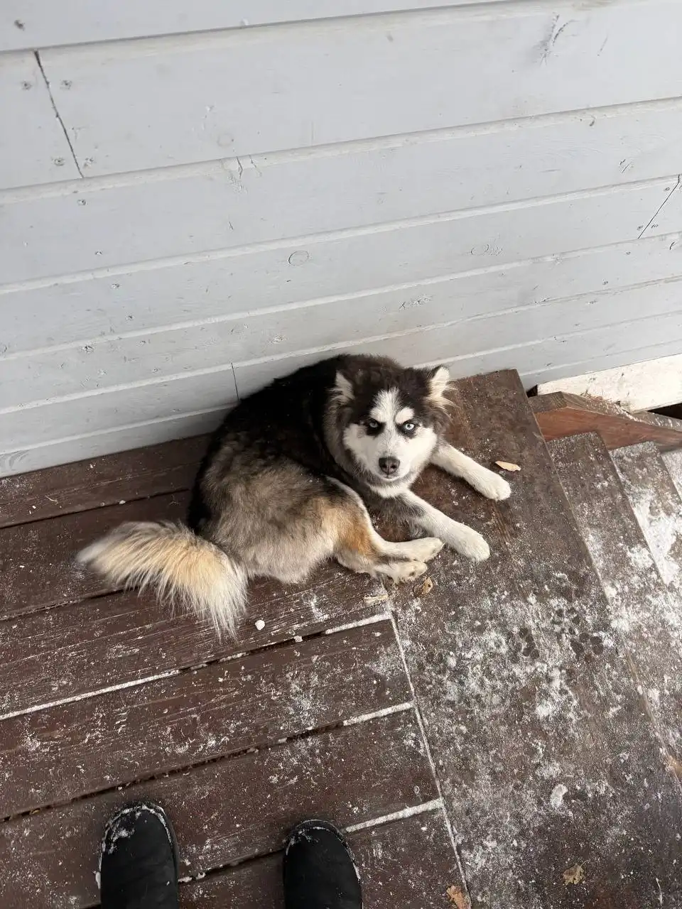 Потерялся песик Пиф в Нижнем Кочергате - Потеряшки (Животные) в Иркутск