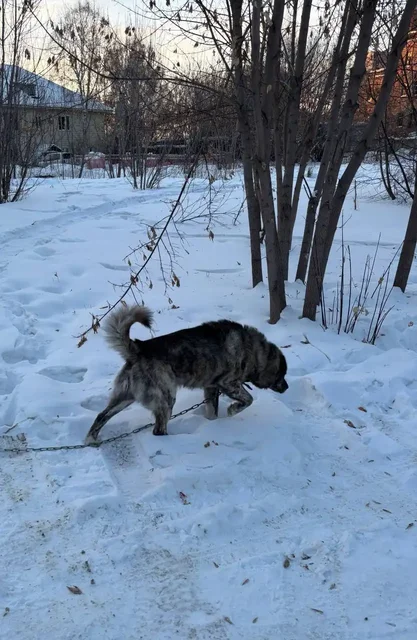 Потерявшаяся собака в районе улицы Донской - Коты в Иркутск