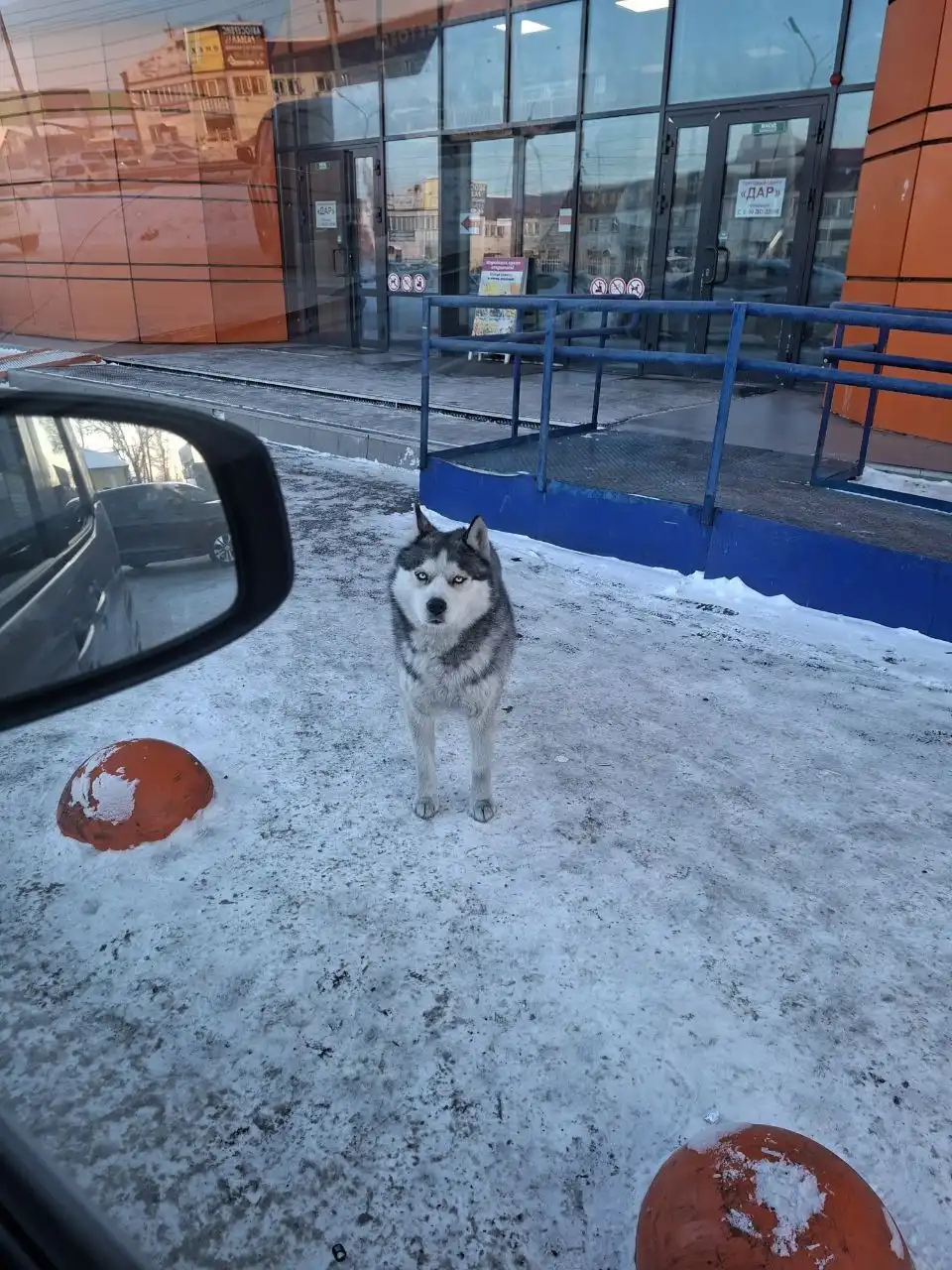 Потеряшка Иркутск Животные - Животные в Иркутск
