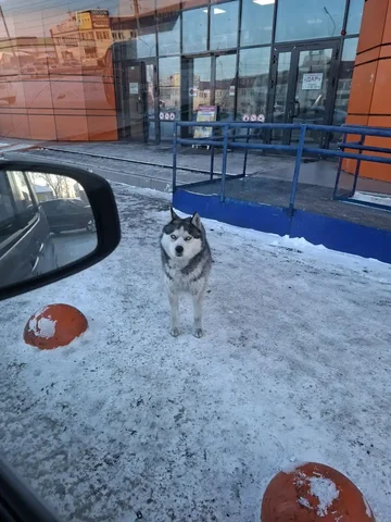 Потеряшка Иркутск Животные - Коты в Иркутск