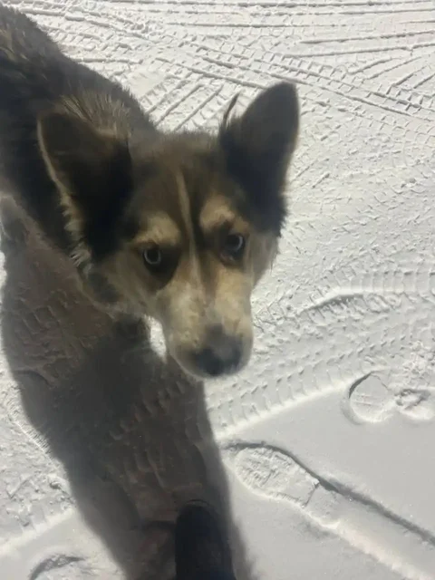 Найдена собака в Баклашах - Собаки в Иркутск