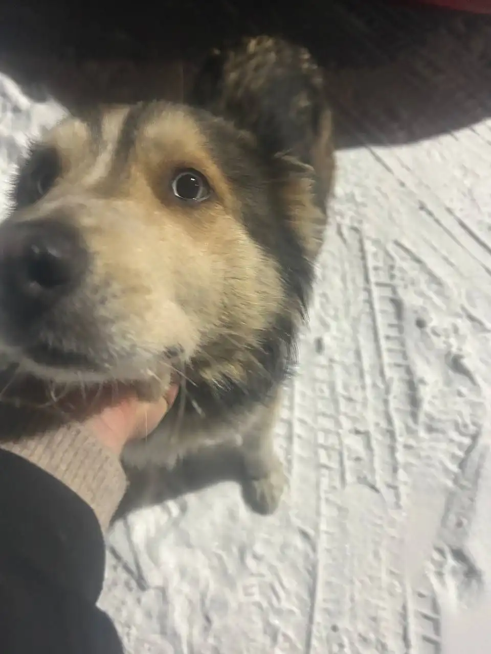 Найдена собака в Баклашах - Собаки (Животные) в Иркутск