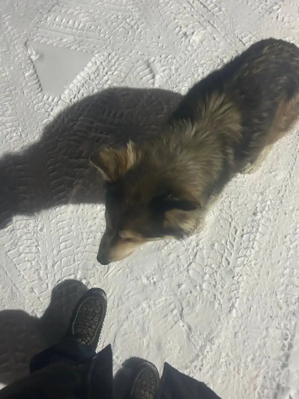 Найдена собака в Баклашах - Собаки (Животные) в Иркутск