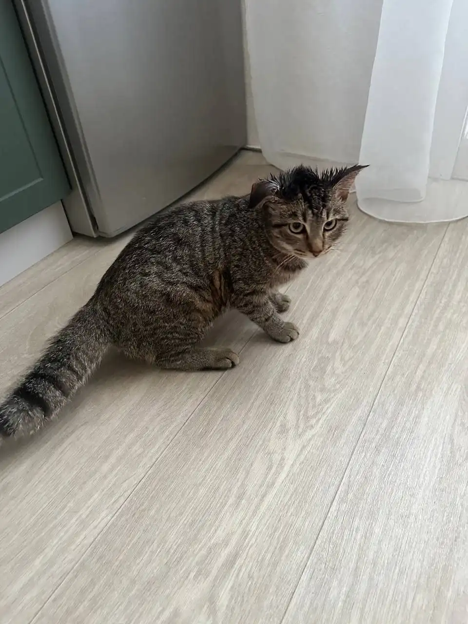 Найден кот в Иркутске 31 января - Кошки (Животные) в Иркутск