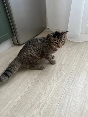 Найден кот в Иркутске 31 января - Кошки в Иркутск