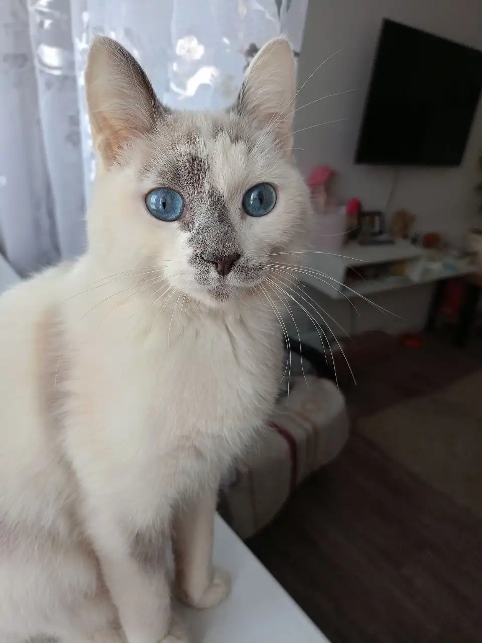 Найден кот в Шелехове - Кошки (Животные) в Шелехов