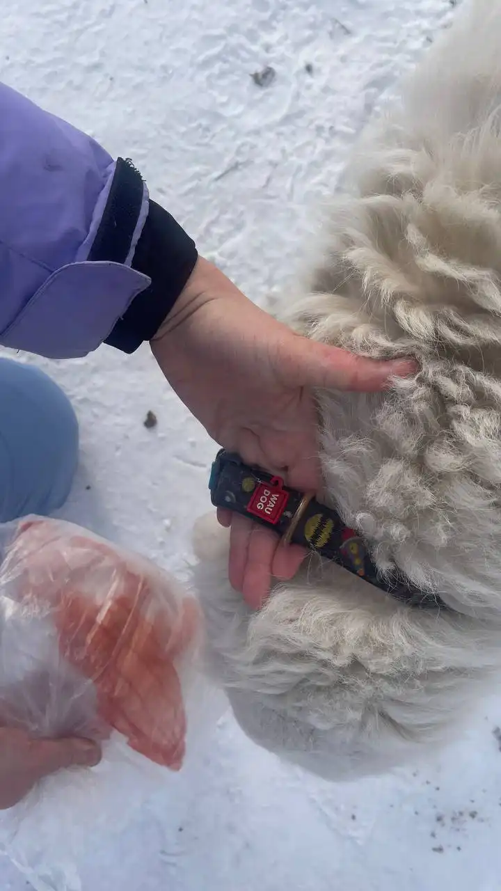 Потерянный лабрадор в лесу напротив остановки Экономия - Животные в Иркутск