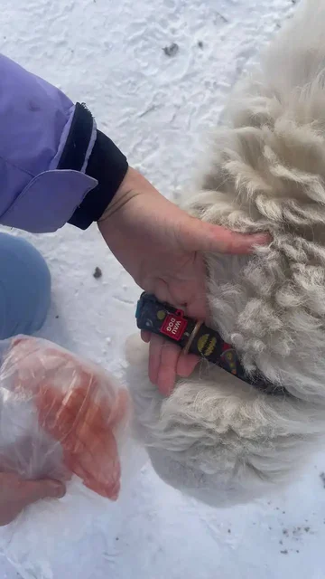 Потерянный лабрадор в лесу напротив остановки Экономия - Коты в Иркутск