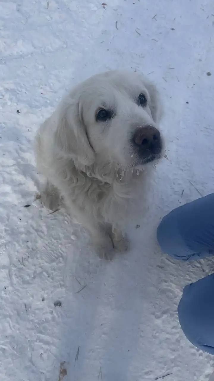 Потерянный лабрадор в лесу напротив остановки Экономия - Животные в Иркутск