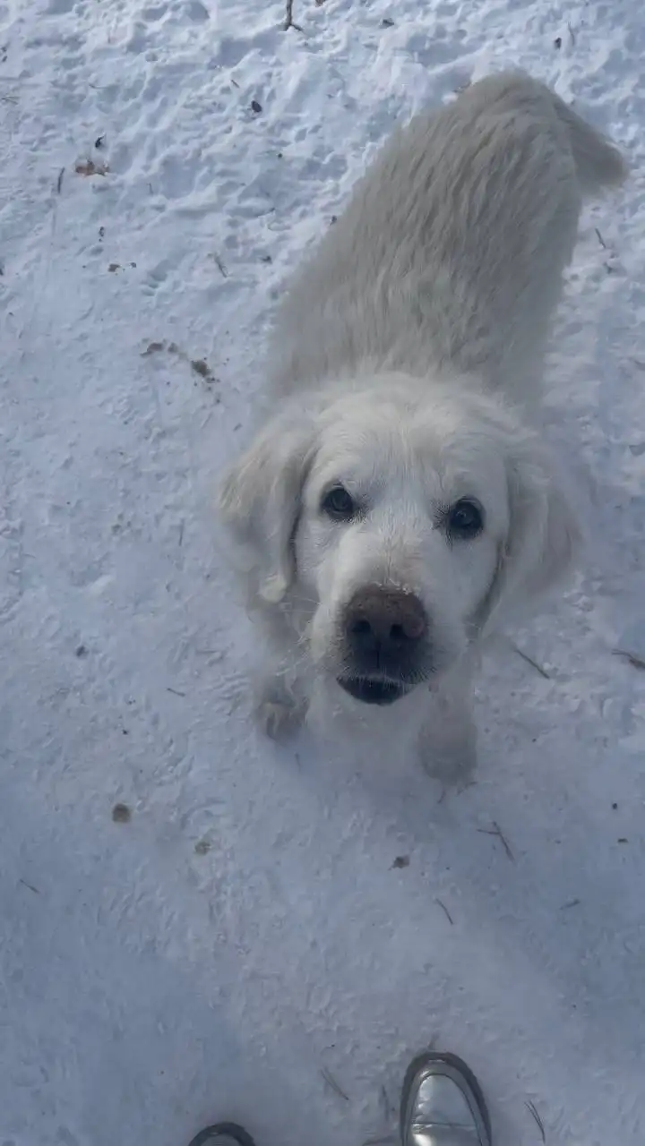 Потерянный лабрадор в лесу напротив остановки Экономия - Животные в Иркутск