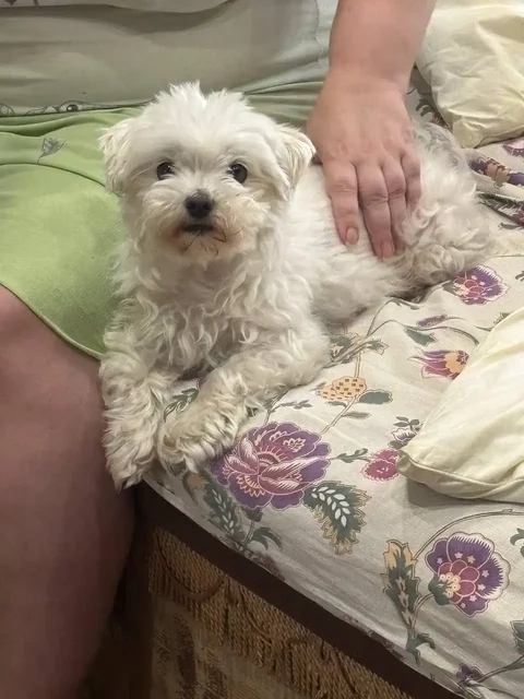 Пропала мальтийская болонка Малыш в Иркутске - Собаки в Иркутск