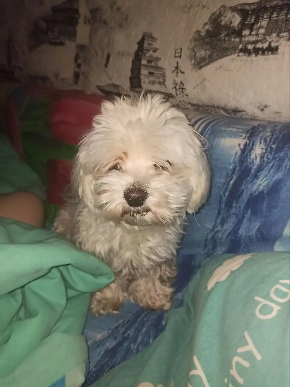 Пропала мальтийская болонка Малыш в Иркутске - Собаки (Животные) в Иркутск