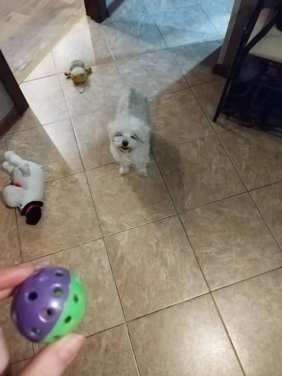 Пропала мальтийская болонка Малыш в Иркутске - Собаки (Животные) в Иркутск