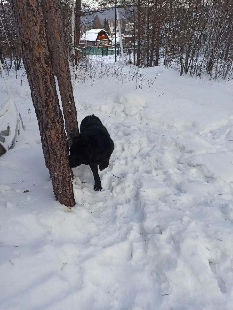 Найден раненый домашний пес в СНТ Шахтёр - Потерянные/найденные (Животные) в Иркутск
