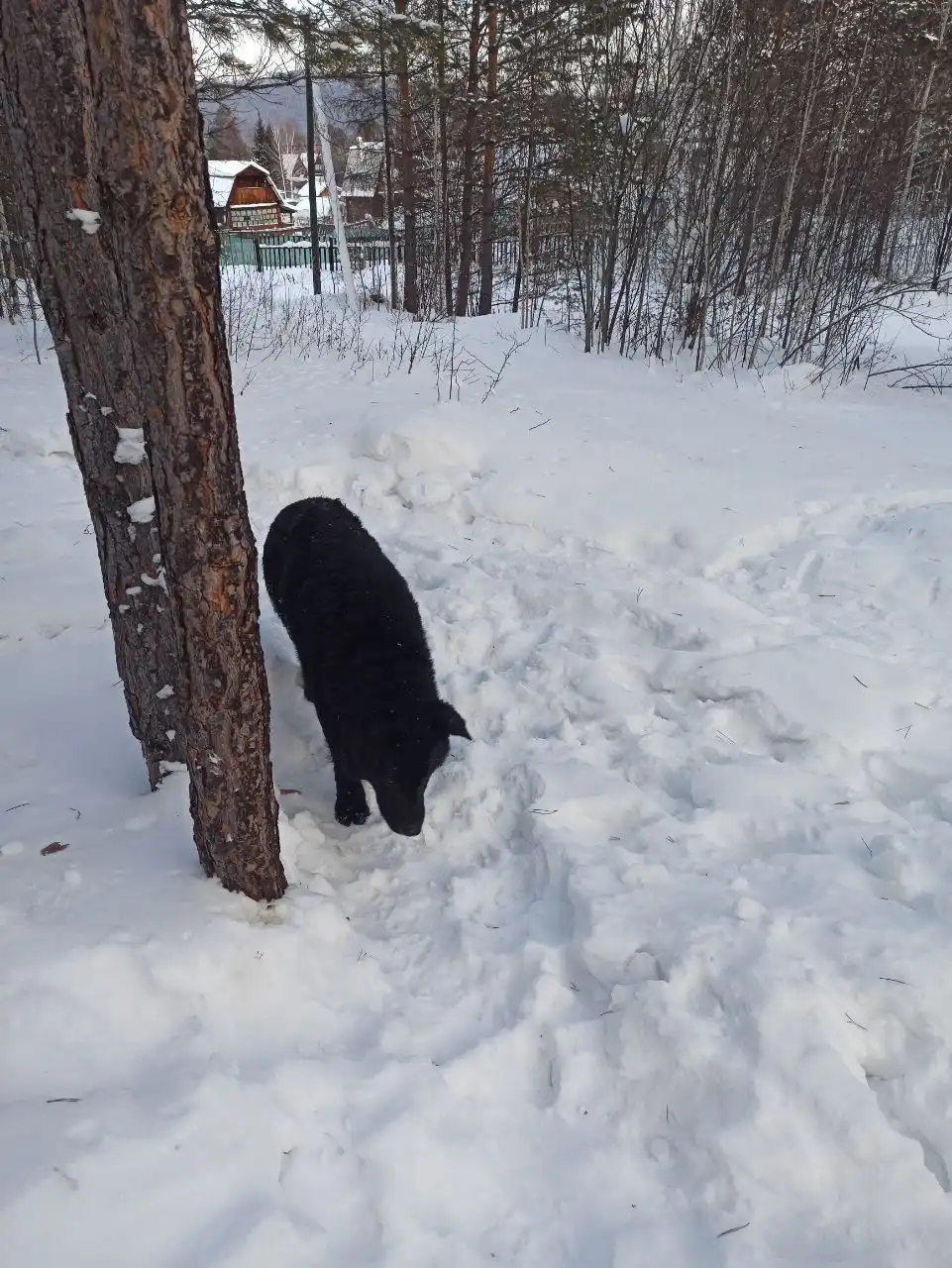 Найден раненый домашний пес в СНТ Шахтёр - Потерянные/найденные (Животные) в Иркутск