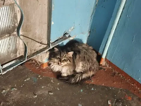 Потеряшка в Иркутске - Потерянные животные в Иркутск