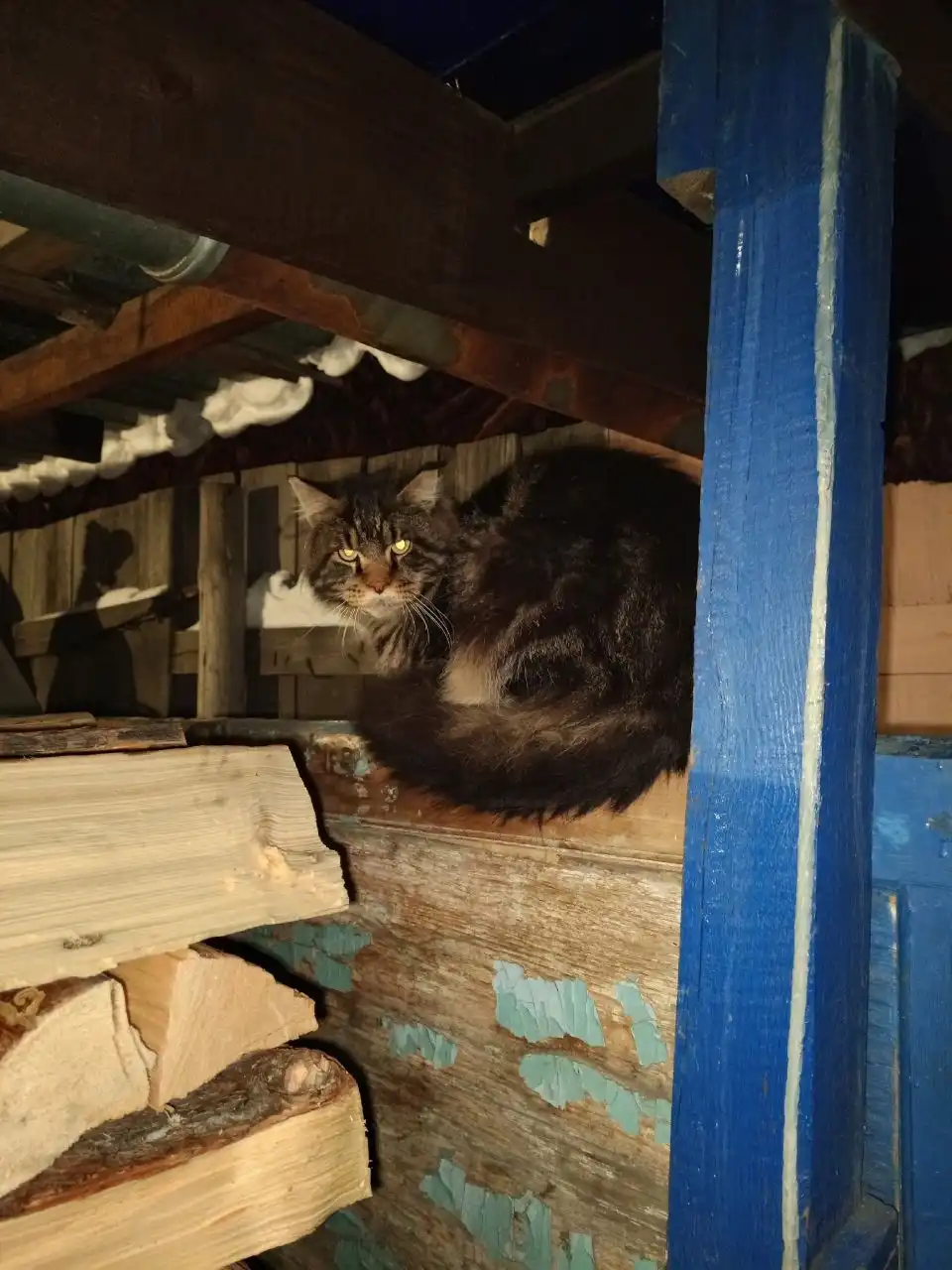 Найден крупный пушистый кот в Первомайском - Кошки (Животные) в Иркутск