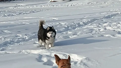 Потерялся хаски в Ангарске - Потерянные животные в Ангарск