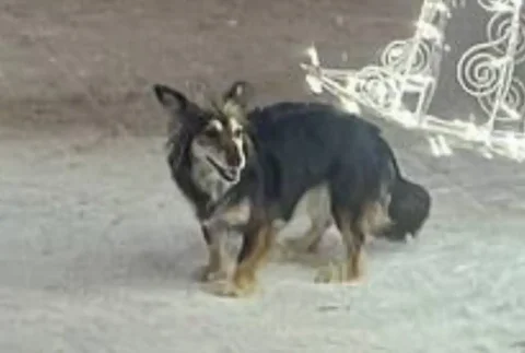 Потеряна собака Жуча в Иркутске - Потерянные животные в Иркутск