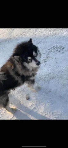 Потерянный маламут в с. Урик - Животные в Урик