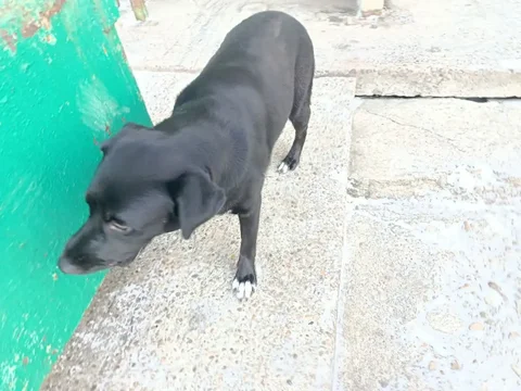 Пропавшая собака в Ангарске - Потерянные животные в Ангарск