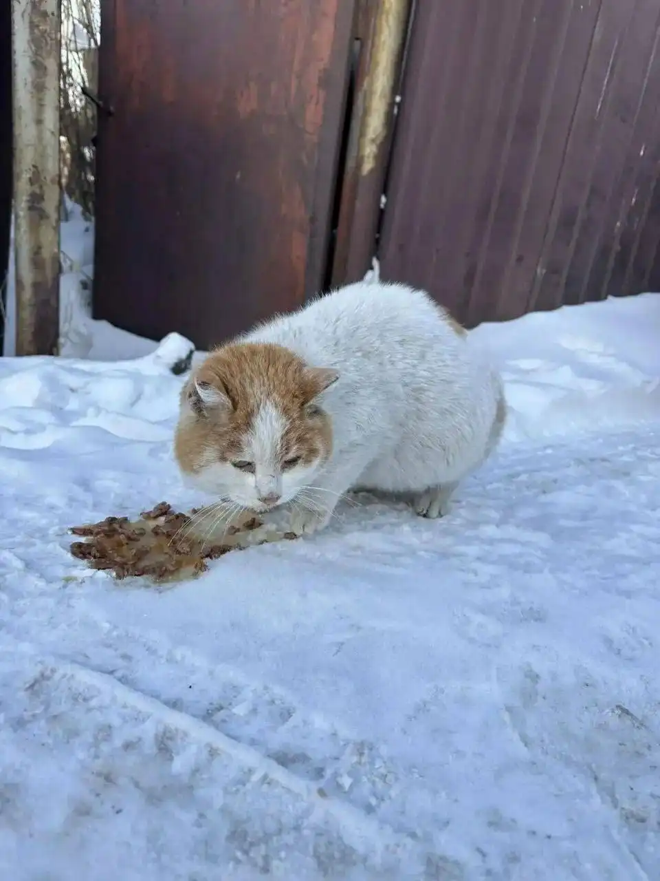 Поиск передержки для бездомной кошки в Ангарске - Кошки (Животные) в Ангарск