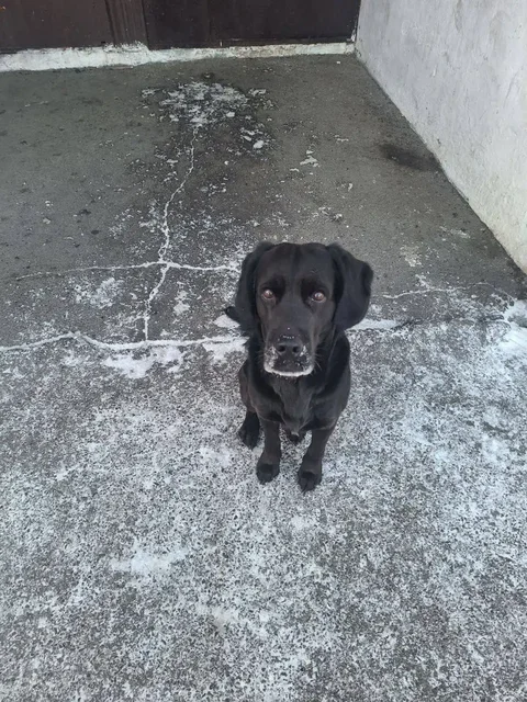 Потерянный пёсик похожий на Лабрадора - Собаки в Иркутск
