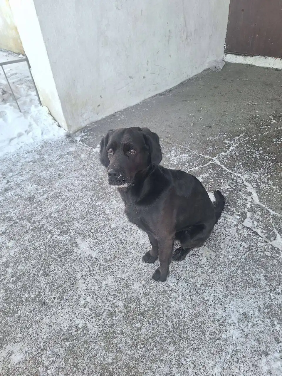 Потерянный пёсик похожий на Лабрадора - Собаки (Животные) в Иркутск